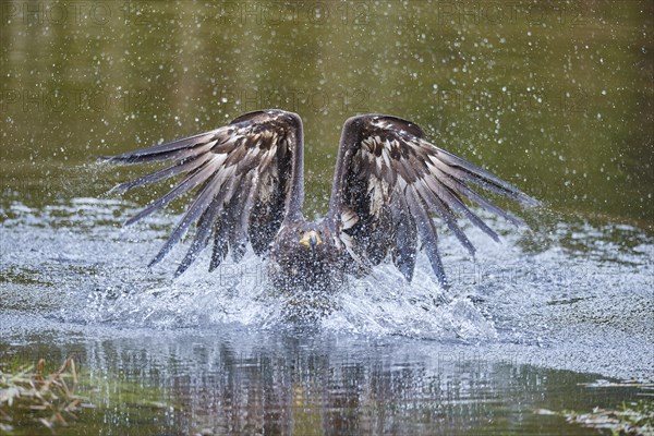 White-tailed eagle