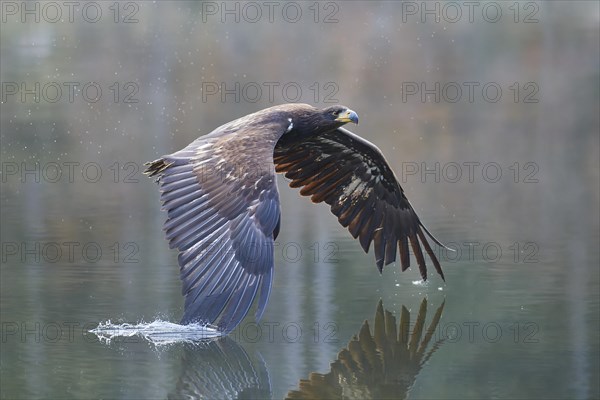 White-tailed eagle