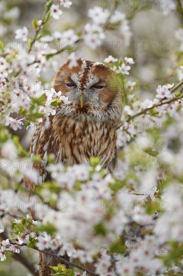 Tawny owl