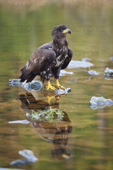 White-tailed eagle