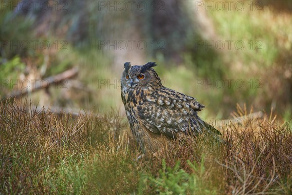 Eurasian eagle-owl