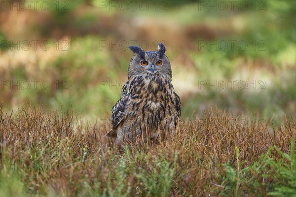 Eurasian eagle-owl