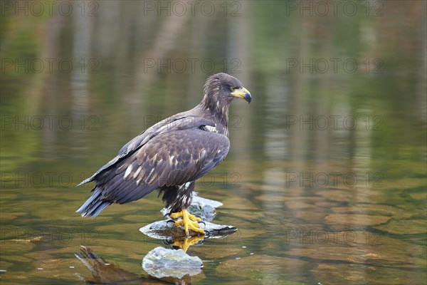 White-tailed eagle