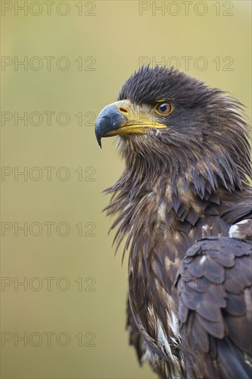 White-tailed eagle