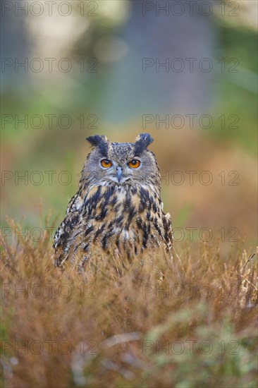 Eurasian eagle-owl