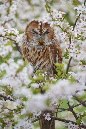 Tawny owl