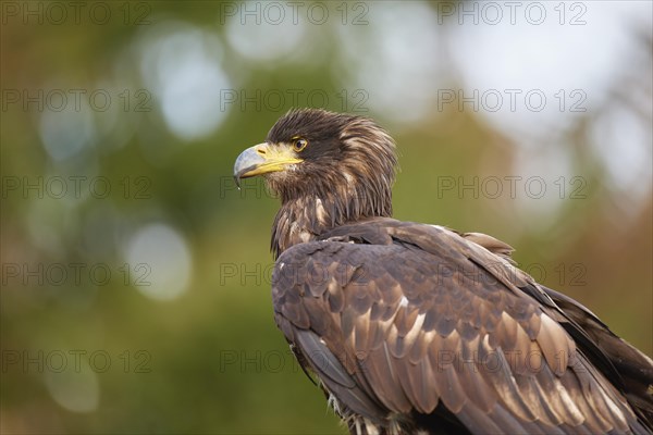 White-tailed eagle