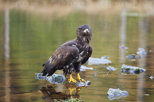 White-tailed eagle