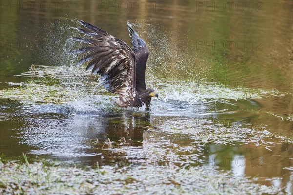 White-tailed eagle