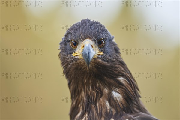 White-tailed eagle