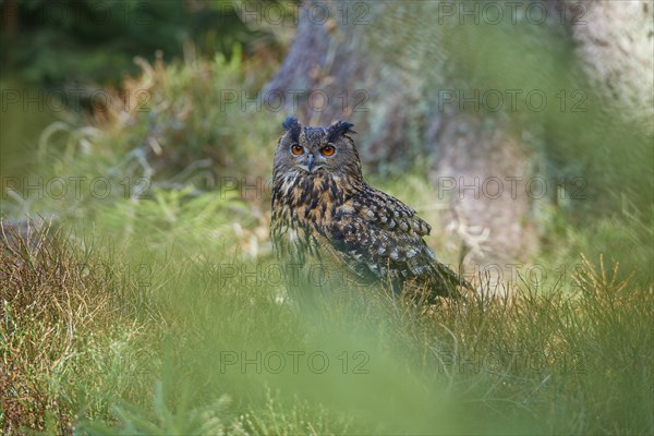 Eurasian eagle-owl