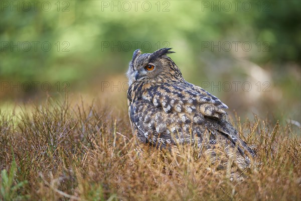 Eurasian eagle-owl