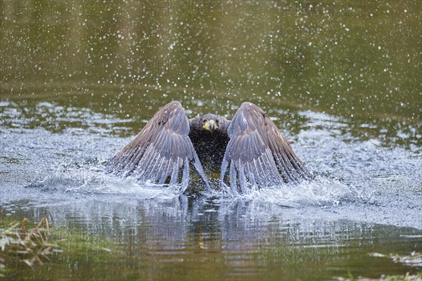 White-tailed eagle