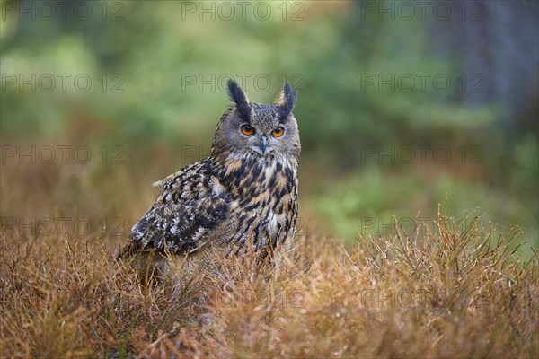 Eurasian eagle-owl