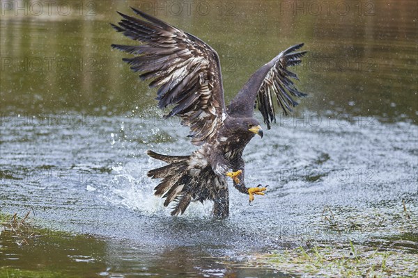 White-tailed eagle