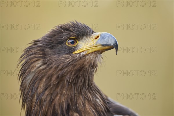 White-tailed eagle