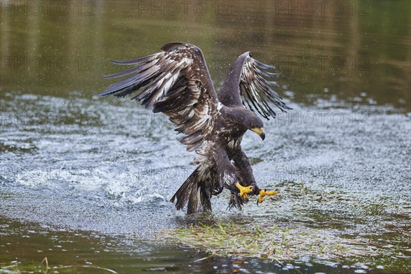 White-tailed eagle