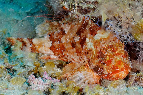 Madeira rockfish