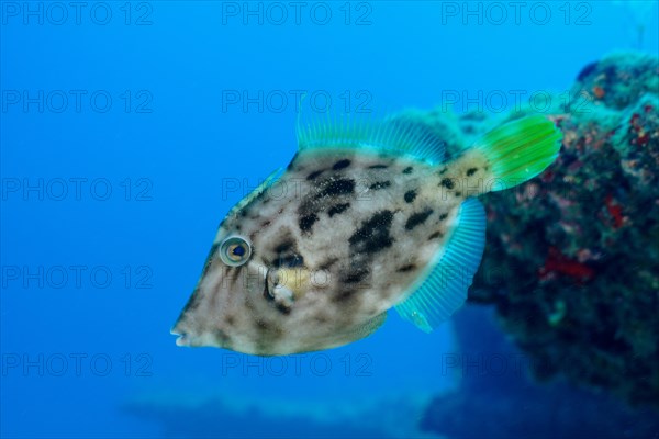 Brown filefish