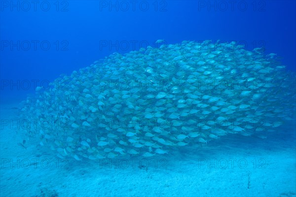 Large shoal