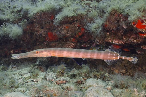 Atlantic cornetfish