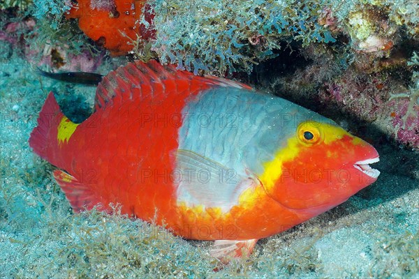 Mediterranean parrotfish