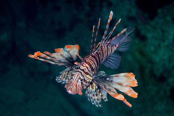 Pacific red lionfish