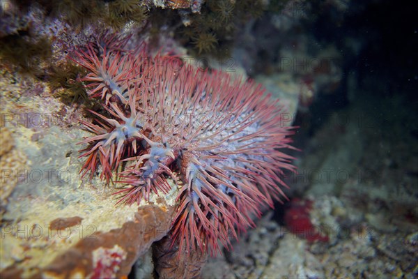 Crown-of-thorns starfish