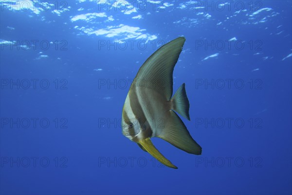 Juvenile roundhead batfish