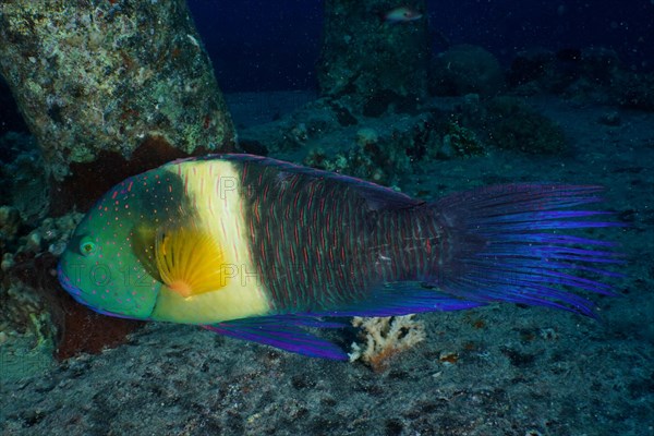 Broomtail wrasse