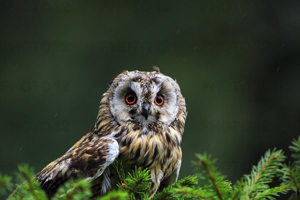 Long-eared owl