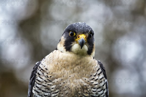 Peregrine falcon