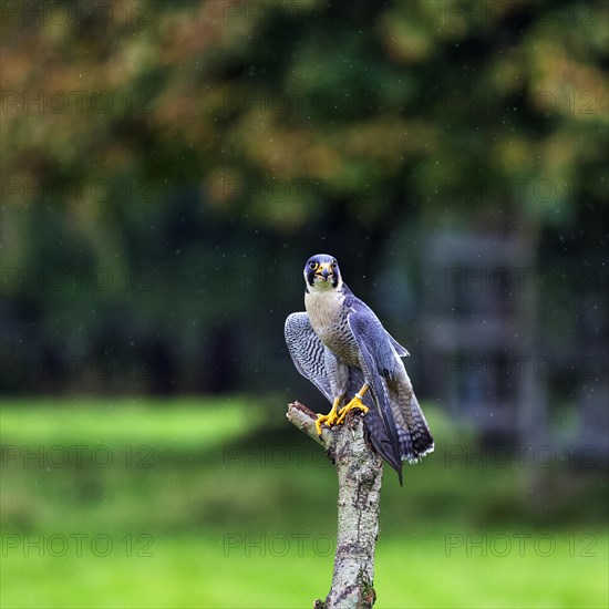 Peregrine falcon