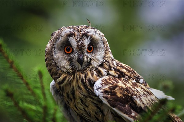 Long-eared owl