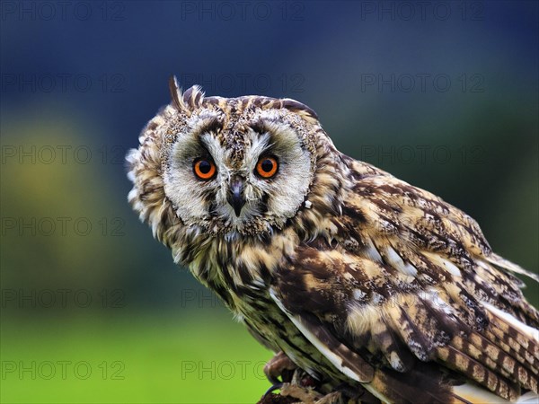 Long-eared owl