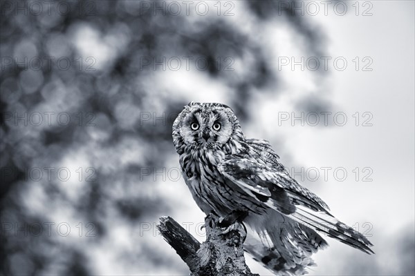 Long-eared owl