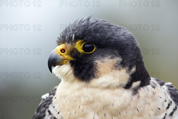 Peregrine falcon