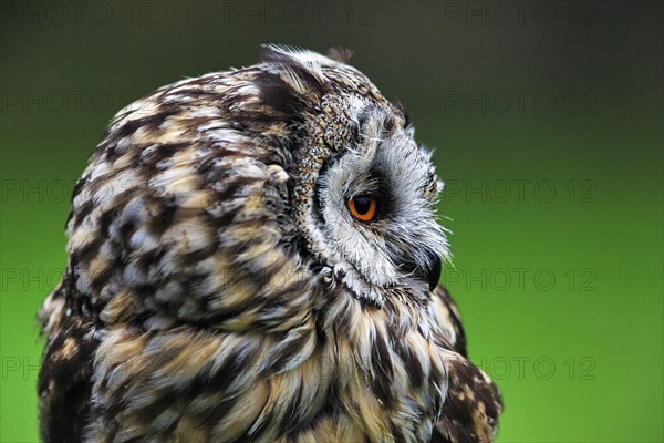 Long-eared owl