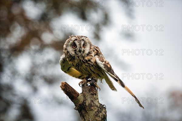 Long-eared owl