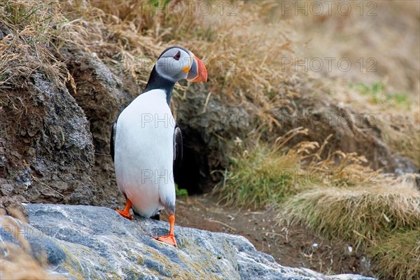 Puffin