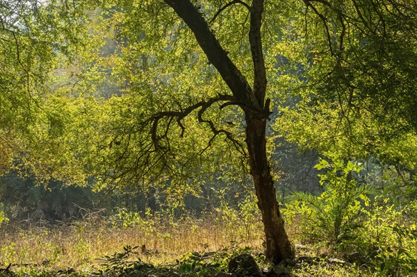 A backlit tree in the green