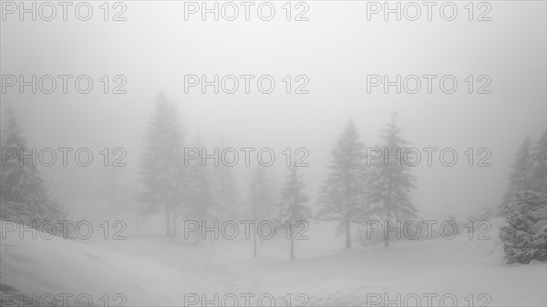 Mountain slope in fog and cloud cover with fir and snow in winter with fog