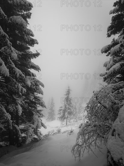 Mountain slope in fog and cloud cover with fir and snow in winter