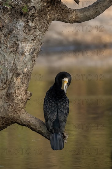 Great cormorant