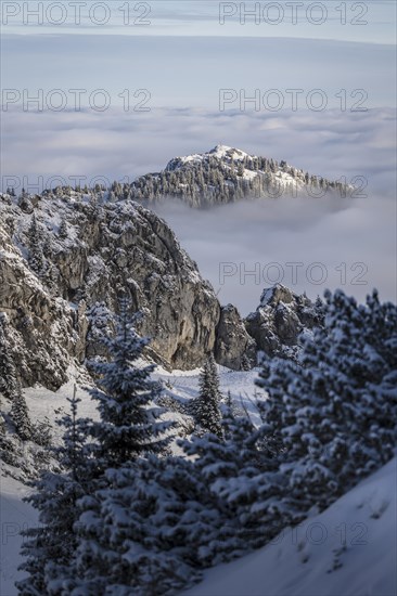 Mountain slope in fog and cloud cover with fir and snow in winter