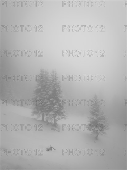 Mountain slope in fog and cloud cover with fir and snow in winter