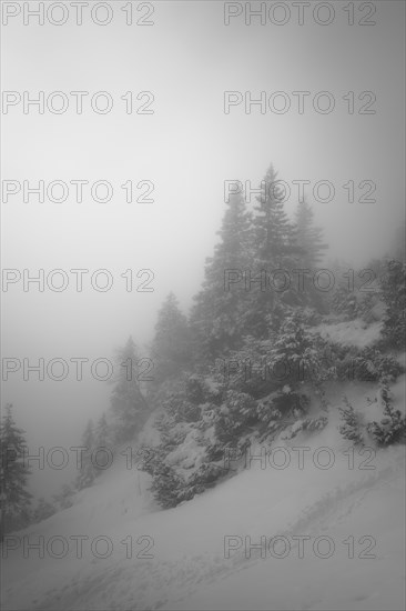 Mountain slope in fog and cloud cover with fir and snow in winter