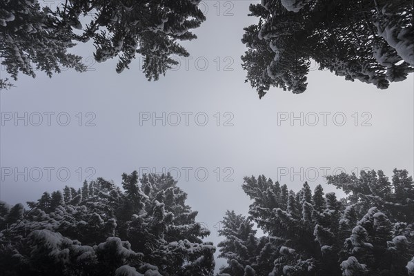 Blue sky with fir and snow in winter cross framed