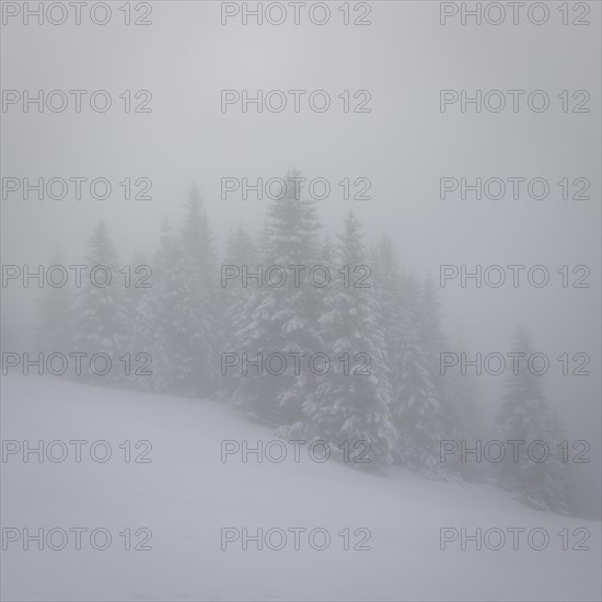 Mountain slope in fog and cloud cover with fir and snow in winter