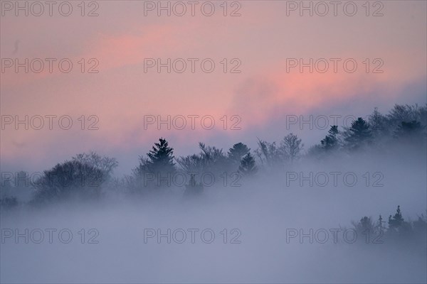Tree tops in fog during the blue hour